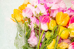 Watering flowers,水やり,水しぶき,潤い,春の花束,スプリング,春,ガーリー,パステル,花,フラワー,カラフル,チューリップ,スイートピー,水滴,しずく,flower,colorful,tulip,spring,pastel