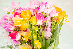 Watering flowers,水やり,水しぶき,潤い,春の花束,スプリング,春,ガーリー,パステル,花,フラワー,カラフル,チューリップ,スイートピー,水滴,しずく,flower,colorful,tulip,spring,pastel
