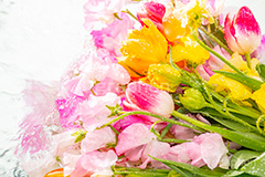 Watering flowers,水やり,水しぶき,潤い,春の花束,スプリング,春,ガーリー,パステル,花,フラワー,カラフル,チューリップ,スイートピー,水滴,しずく,flower,colorful,tulip,spring,pastel