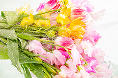 Watering flowers,水やり,水しぶき,潤い,春の花束,スプリング,春,ガーリー,パステル,花,フラワー,カラフル,チューリップ,スイートピー,水滴,しずく,flower,colorful,tulip,spring,pastel