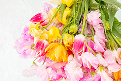 Watering flowers,水やり,水しぶき,潤い,春の花束,スプリング,春,ガーリー,パステル,花,フラワー,カラフル,チューリップ,スイートピー,水滴,しずく,flower,colorful,tulip,spring,pastel