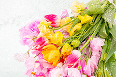 Watering flowers,水やり,水しぶき,潤い,春の花束,スプリング,春,ガーリー,パステル,花,フラワー,カラフル,チューリップ,スイートピー,水滴,しずく,flower,colorful,tulip,spring,pastel