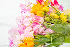 Watering flowers,水やり,水しぶき,潤い,春の花束,スプリング,春,ガーリー,パステル,花,フラワー,カラフル,チューリップ,スイートピー,水滴,しずく,flower,colorful,tulip,spring,pastel