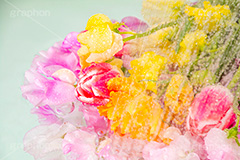 Watering flowers,水やり,水しぶき,潤い,春の花束,スプリング,春,ガーリー,パステル,花,フラワー,カラフル,チューリップ,スイートピー,水滴,しずく,flower,colorful,tulip,spring,pastel