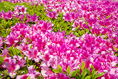 満開のツツジ,ツツジ,花,お花,フラワー,はな,サツキ,シャクナゲ,ツツジ科,咲,春,花弁,綺麗,きれい,キレイ,ピンク,満開,flower,spring,フルサイズ撮影