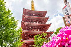 浅草寺の五重の塔,浅草,雷門,浅草寺,あさくさ,春,ツツジ,つつじ,台東区,寺,お寺,参拝,お参り,東京都内最古,都内最古,五重塔,五重,五重の塔,塔,浅草 名所,浅草 観光,スポット,寺院,asakusa,japan,フルサイズ撮影