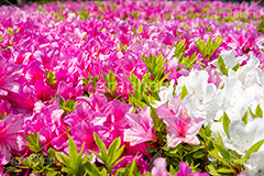 満開のツツジ,ツツジ,花,お花,フラワー,はな,サツキ,シャクナゲ,ツツジ科,咲,春,花弁,綺麗,きれい,キレイ,ピンク,満開,flower,spring,フルサイズ撮影