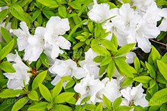 白いツツジ,ツツジ,花,お花,フラワー,はな,サツキ,シャクナゲ,ツツジ科,咲,春,花弁,綺麗,きれい,キレイ,白,white,flower,spring,フルサイズ撮影