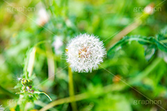 野に咲く綿毛,綿毛,種,種子,綿,飛ぶ,たんぽぽ,タンポポ,野原,花,お花,フラワー,野花,雑草,春,キク科,多年草,フヂナ,タナ,flower,spring,フルサイズ撮影