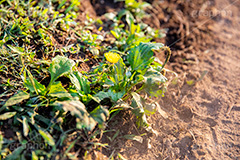 砂ぼこりに耐えるタンポポ,砂,たんぽぽ,タンポポ,野原,花,お花,フラワー,野花,雑草,春,キク科,多年草,フヂナ,タナ,flower,spring,フルサイズ撮影