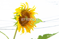 ひまわり,ヒマワリ,向日葵,ひまわり畑,ヒマワリ畑,花,お花,フラワー,はな,花畑,キレイ,きれい,綺麗,満開,咲,咲いた,さいた,黄色,日回り,ニチリンソウ,日輪草,ヒグルマ,日車,ヒュウガアオイ,夏の季語,季語,夏,サマー,summer,sunflower,flower
