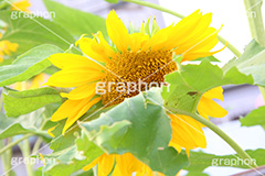 ひまわり,ヒマワリ,向日葵,ひまわり畑,ヒマワリ畑,花,お花,フラワー,はな,花畑,キレイ,きれい,綺麗,満開,咲,咲いた,さいた,黄色,日回り,ニチリンソウ,日輪草,ヒグルマ,日車,ヒュウガアオイ,夏の季語,季語,夏,サマー,summer,sunflower,flower