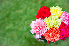 カーネーションの花束,母の日,カーネーション,ナデシコ科,ナデシコ属,花,お花,春,フラワー,花束,贈り物,プレゼント,ありがとう,感謝,お礼,母,お母さん,生花,spring,flower,carnation,present,mother's day,フルサイズ撮影