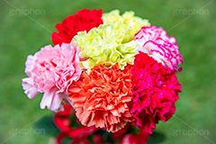 カーネーションの花束,母の日,カーネーション,ナデシコ科,ナデシコ属,花,お花,春,フラワー,花束,贈り物,プレゼント,ありがとう,感謝,お礼,母,お母さん,生花,spring,flower,carnation,present,mother's day,フルサイズ撮影