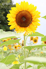 ひまわりにハチ,ひまわり,ヒマワリ,向日葵,ひまわり畑,ヒマワリ畑,花,お花,フラワー,はな,花畑,キレイ,きれい,綺麗,満開,咲,咲いた,さいた,黄色,日回り,ニチリンソウ,日輪草,ヒグルマ,日車,ヒュウガアオイ,夏の季語,季語,夏,サマー,ハチ,はち,蜂,昆虫,sunflower,flower,summer