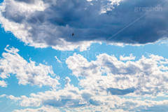 迫る雨雲,雨雲,ゲリラ豪雨,豪雨,空,雲,積乱雲,お天気,空/天気,空/雲,鳥,野鳥,sky,natural,自然