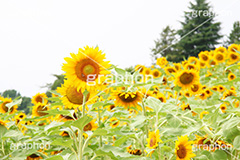 ひまわり畑,ヒマワリ畑,ひまわり,ヒマワリ,向日葵,花,お花,フラワー,はな,花畑,キレイ,きれい,綺麗,満開,咲,咲いた,さいた,黄色,日回り,ニチリンソウ,日輪草,ヒグルマ,日車,ヒュウガアオイ,夏の季語,季語,夏,サマー,summer,sunflower,flower