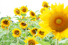 ひまわり畑,ヒマワリ畑,ひまわり,ヒマワリ,向日葵,花,お花,フラワー,はな,花畑,キレイ,きれい,綺麗,満開,咲,咲いた,さいた,黄色,日回り,ニチリンソウ,日輪草,ヒグルマ,日車,ヒュウガアオイ,夏の季語,季語,夏,サマー,summer,sunflower,flower
