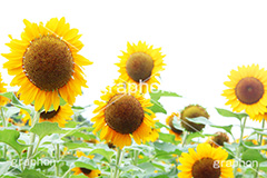 ひまわり畑,ヒマワリ畑,ひまわり,ヒマワリ,向日葵,花,お花,フラワー,はな,花畑,キレイ,きれい,綺麗,満開,咲,咲いた,さいた,黄色,日回り,ニチリンソウ,日輪草,ヒグルマ,日車,ヒュウガアオイ,夏の季語,季語,夏,サマー,summer,sunflower,flower