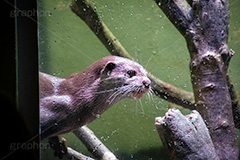 カワウソ,イタチ科,肉食,泳ぐ,水槽,水族館,かわいい,カワイイ,可愛い,aquarium