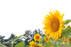 ひまわり畑,ヒマワリ畑,ひまわり,ヒマワリ,向日葵,花,お花,フラワー,はな,花畑,キレイ,きれい,綺麗,満開,咲,咲いた,さいた,黄色,日回り,ニチリンソウ,日輪草,ヒグルマ,日車,ヒュウガアオイ,夏の季語,季語,夏,サマー,summer,sunflower,flower