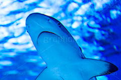 ジンベイザメ,水族館,アクアリウム,アクア,魚,深海,サメ,鮫,水槽,怖い,fish,aquarium