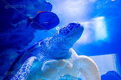 ウミガメ,海亀,亀,カメ,かめ,タートル,爬虫類,甲羅,水族館,泳ぐ,水槽