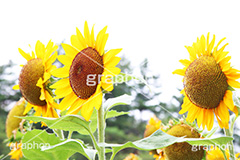 ひまわり畑,ヒマワリ畑,ひまわり,ヒマワリ,向日葵,花,お花,フラワー,はな,花畑,キレイ,きれい,綺麗,満開,咲,咲いた,さいた,黄色,日回り,ニチリンソウ,日輪草,ヒグルマ,日車,ヒュウガアオイ,夏の季語,季語,夏,サマー,summer,sunflower,flower