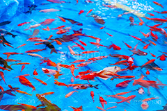 金魚すくい,金魚,きんぎょ,すくい,魚,夏祭り,祭り,出店,露店,屋台,夏,サマー,夏休み,縁日,的屋,遊び,ゲーム,summer,festival,japan