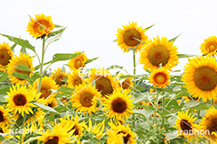 ひまわり畑,ヒマワリ畑,ひまわり,ヒマワリ,向日葵,花,お花,フラワー,はな,花畑,キレイ,きれい,綺麗,満開,咲,咲いた,さいた,黄色,日回り,ニチリンソウ,日輪草,ヒグルマ,日車,ヒュウガアオイ,夏の季語,季語,夏,サマー,summer,sunflower,flower