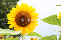 ひまわり畑,ヒマワリ畑,ひまわり,ヒマワリ,向日葵,花,お花,フラワー,はな,花畑,キレイ,きれい,綺麗,満開,咲,咲いた,さいた,黄色,日回り,ニチリンソウ,日輪草,ヒグルマ,日車,ヒュウガアオイ,夏の季語,季語,夏,サマー,summer,sunflower,flower