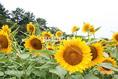 ひまわり畑,ヒマワリ畑,ひまわり,ヒマワリ,向日葵,花,お花,フラワー,はな,花畑,キレイ,きれい,綺麗,満開,咲,咲いた,さいた,黄色,日回り,ニチリンソウ,日輪草,ヒグルマ,日車,ヒュウガアオイ,夏の季語,季語,夏,サマー,summer,sunflower,flower