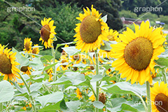ひまわり畑,ヒマワリ畑,ひまわり,ヒマワリ,向日葵,花,お花,フラワー,はな,花畑,キレイ,きれい,綺麗,満開,咲,咲いた,さいた,黄色,日回り,ニチリンソウ,日輪草,ヒグルマ,日車,ヒュウガアオイ,夏の季語,季語,夏,サマー,summer,sunflower,flower