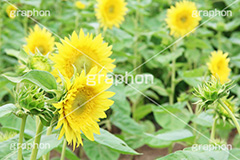 ひまわり-モネ,ひまわり,ヒマワリ,向日葵,ひまわり畑,ヒマワリ畑,花,お花,フラワー,はな,花畑,キレイ,きれい,綺麗,満開,咲,咲いた,さいた,黄色,日回り,ニチリンソウ,日輪草,ヒグルマ,日車,ヒュウガアオイ,夏の季語,季語,夏,サマー,モネ,sunflower,flower,summer