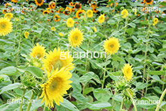ひまわり-モネ,ひまわり,ヒマワリ,向日葵,ひまわり畑,ヒマワリ畑,花,お花,フラワー,はな,花畑,キレイ,きれい,綺麗,満開,咲,咲いた,さいた,黄色,日回り,ニチリンソウ,日輪草,ヒグルマ,日車,ヒュウガアオイ,夏の季語,季語,夏,サマー,モネ,sunflower,flower,summer