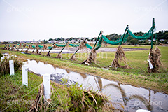 台風の傷跡,流木,倒木,洪水,浸水,被災,氾濫,決壊,堤防,水害,ハザードマップ,台風,大雨,嵐,豪雨,天災,災害,避難,非常,傷,被害,事件,事故,多摩川,川原,河川敷,一級河川,玉川,河川,グランド,グラウンド,野球グランド,神奈川,ground,sports,typhoon,disaster,japan,2019,フルサイズ撮影