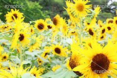 ひまわり畑,ヒマワリ畑,ひまわり,ヒマワリ,向日葵,花,お花,フラワー,はな,花畑,キレイ,きれい,綺麗,満開,咲,咲いた,さいた,黄色,日回り,ニチリンソウ,日輪草,ヒグルマ,日車,ヒュウガアオイ,夏の季語,季語,夏,サマー,summer,sunflower,flower