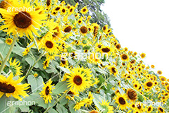 ひまわり畑,ヒマワリ畑,ひまわり,ヒマワリ,向日葵,花,お花,フラワー,はな,花畑,キレイ,きれい,綺麗,満開,咲,咲いた,さいた,黄色,日回り,ニチリンソウ,日輪草,ヒグルマ,日車,ヒュウガアオイ,夏の季語,季語,夏,サマー,summer,sunflower,flower