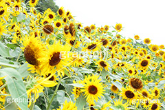 ひまわり畑,ヒマワリ畑,ひまわり,ヒマワリ,向日葵,花,お花,フラワー,はな,花畑,キレイ,きれい,綺麗,満開,咲,咲いた,さいた,黄色,日回り,ニチリンソウ,日輪草,ヒグルマ,日車,ヒュウガアオイ,夏の季語,季語,夏,サマー,summer,sunflower,flower
