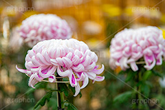 菊,菊花展,靖国神社,菊花紋章,奉納,秋,キク科,多年草,フラワー,花,flower,autumn,japan,フルサイズ撮影