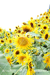 ひまわり畑,ヒマワリ畑,ひまわり,ヒマワリ,向日葵,花,お花,フラワー,はな,花畑,キレイ,きれい,綺麗,満開,咲,咲いた,さいた,黄色,日回り,ニチリンソウ,日輪草,ヒグルマ,日車,ヒュウガアオイ,夏の季語,季語,夏,サマー,summer,sunflower,flower