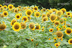 ひまわり畑,ヒマワリ畑,ひまわり,ヒマワリ,向日葵,花,お花,フラワー,はな,花畑,キレイ,きれい,綺麗,満開,咲,咲いた,さいた,黄色,日回り,ニチリンソウ,日輪草,ヒグルマ,日車,ヒュウガアオイ,夏の季語,季語,夏,サマー,summer,sunflower,flower