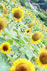 ひまわり畑,ヒマワリ畑,ひまわり,ヒマワリ,向日葵,花,お花,フラワー,はな,花畑,キレイ,きれい,綺麗,満開,咲,咲いた,さいた,黄色,日回り,ニチリンソウ,日輪草,ヒグルマ,日車,ヒュウガアオイ,夏の季語,季語,夏,サマー,summer,sunflower,flower