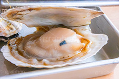 ほたて,ホタテ,帆立,貝柱,生,殻,浜焼き,海鮮,シーフード,貝,甲殻類,魚介類,海の幸,焼く,漁港,郷土料理,バーベキュー,二枚貝,seafood,フルサイズ撮影