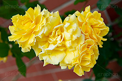 バラ,花,お花,フラワー,ローズ,園芸種,灌木,低木,つる植物,春,薔薇,flower,rose,spring,フルサイズ撮影