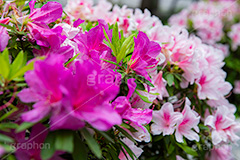 ツツジ,満開のツツジ,花,お花,フラワー,はな,サツキ,シャクナゲ,ツツジ科,咲,春,花弁,綺麗,きれい,キレイ,ピンク,満開,自然,flower,spring,フルサイズ撮影