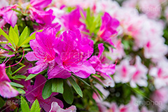 ツツジ,満開のツツジ,花,お花,フラワー,はな,サツキ,シャクナゲ,ツツジ科,咲,春,花弁,綺麗,きれい,キレイ,ピンク,満開,自然,flower,spring,フルサイズ撮影