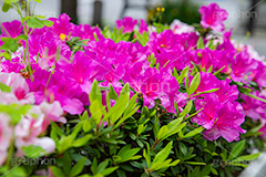 ツツジ,満開のツツジ,花,お花,フラワー,はな,サツキ,シャクナゲ,ツツジ科,咲,春,花弁,綺麗,きれい,キレイ,ピンク,満開,自然,flower,spring,フルサイズ撮影