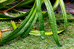 雨上がり,草木に雨粒,雨,あめ,梅雨,つゆ,草,植物,水滴,雨粒,小雨,レイン,雨の日,葉,自然,leaf,rain,フルサイズ撮影