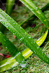 雨上がり,草木に雨粒,雨,あめ,梅雨,つゆ,草,植物,水滴,雨粒,小雨,レイン,雨の日,葉,自然,leaf,rain,フルサイズ撮影